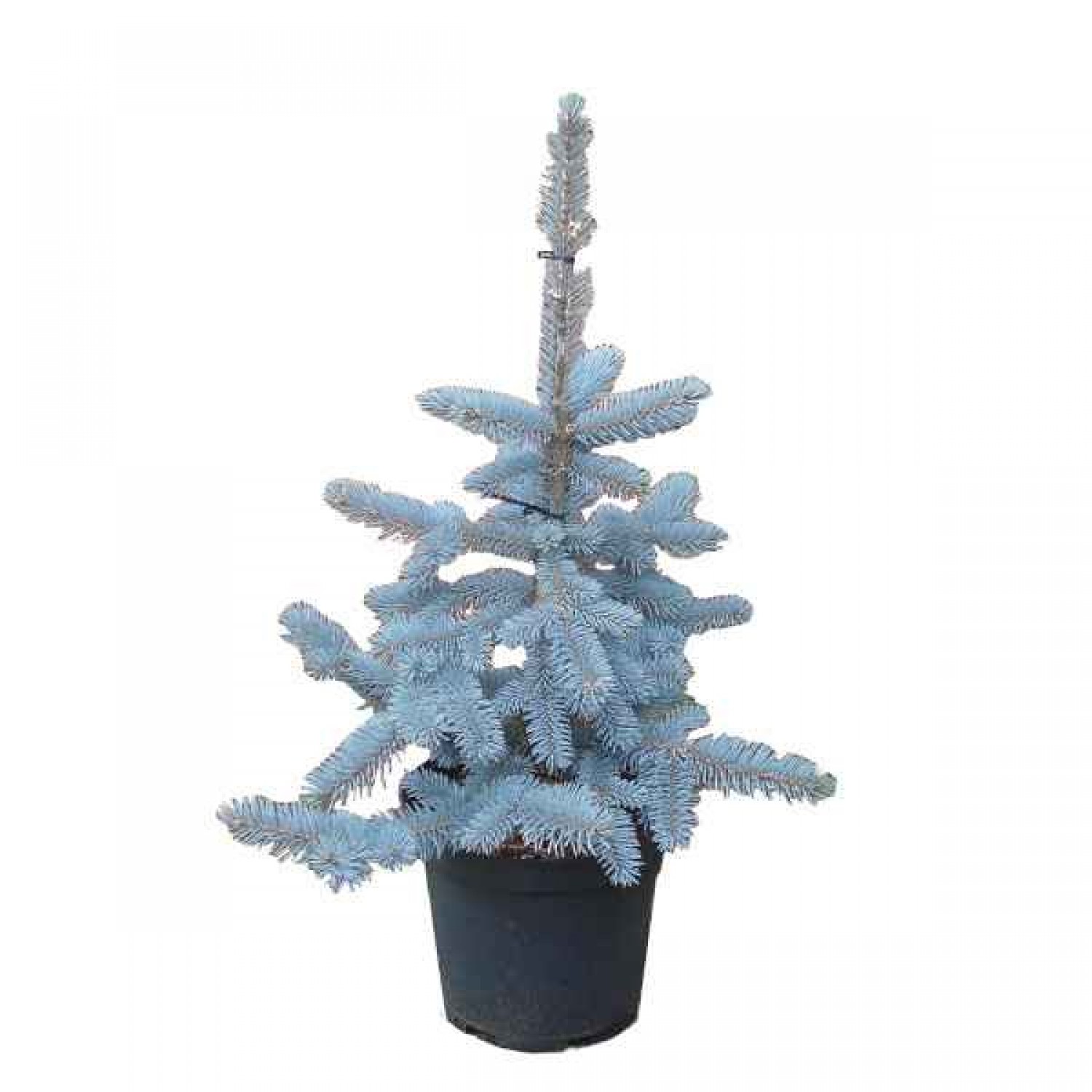 Hoopsii Blue Spruce-Picea pungens 'Hoopsii-Conifer Tree