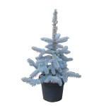 Hoopsii Blue Spruce-Picea pungens 'Hoopsii-Conifer Tree