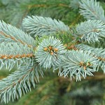 Hoopsii Blue Spruce-Picea pungens 'Hoopsii-Conifer Tree
