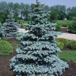 Hoopsii Blue Spruce-Picea pungens 'Hoopsii-Conifer Tree