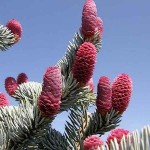 Hoopsii Blue Spruce-Picea pungens 'Hoopsii-Conifer Tree