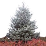 Hoopsii Blue Spruce-Picea pungens 'Hoopsii-Conifer Tree