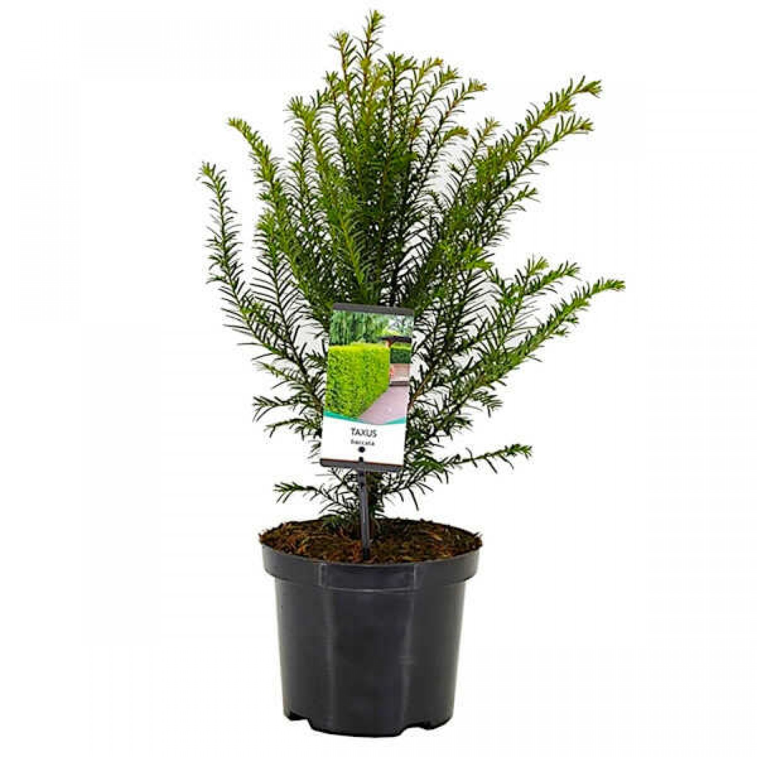 Τάξος ή Ίταμος (Taxus baccata) Κωνοφόρο Δέντρο