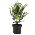 Τάξος ή Ίταμος (Taxus baccata) Κωνοφόρο Δέντρο