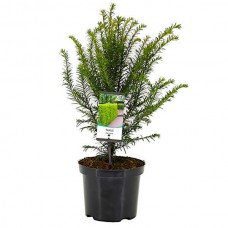 Τάξος ή Ίταμος (Taxus baccata) Κωνοφόρο Δέντρο