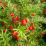 Τάξος ή Ίταμος (Taxus baccata) Κωνοφόρο Δέντρο