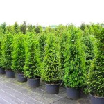 Τάξος ή Ίταμος (Taxus baccata) Κωνοφόρο Δέντρο