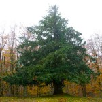 Τάξος ή Ίταμος (Taxus baccata) Κωνοφόρο Δέντρο
