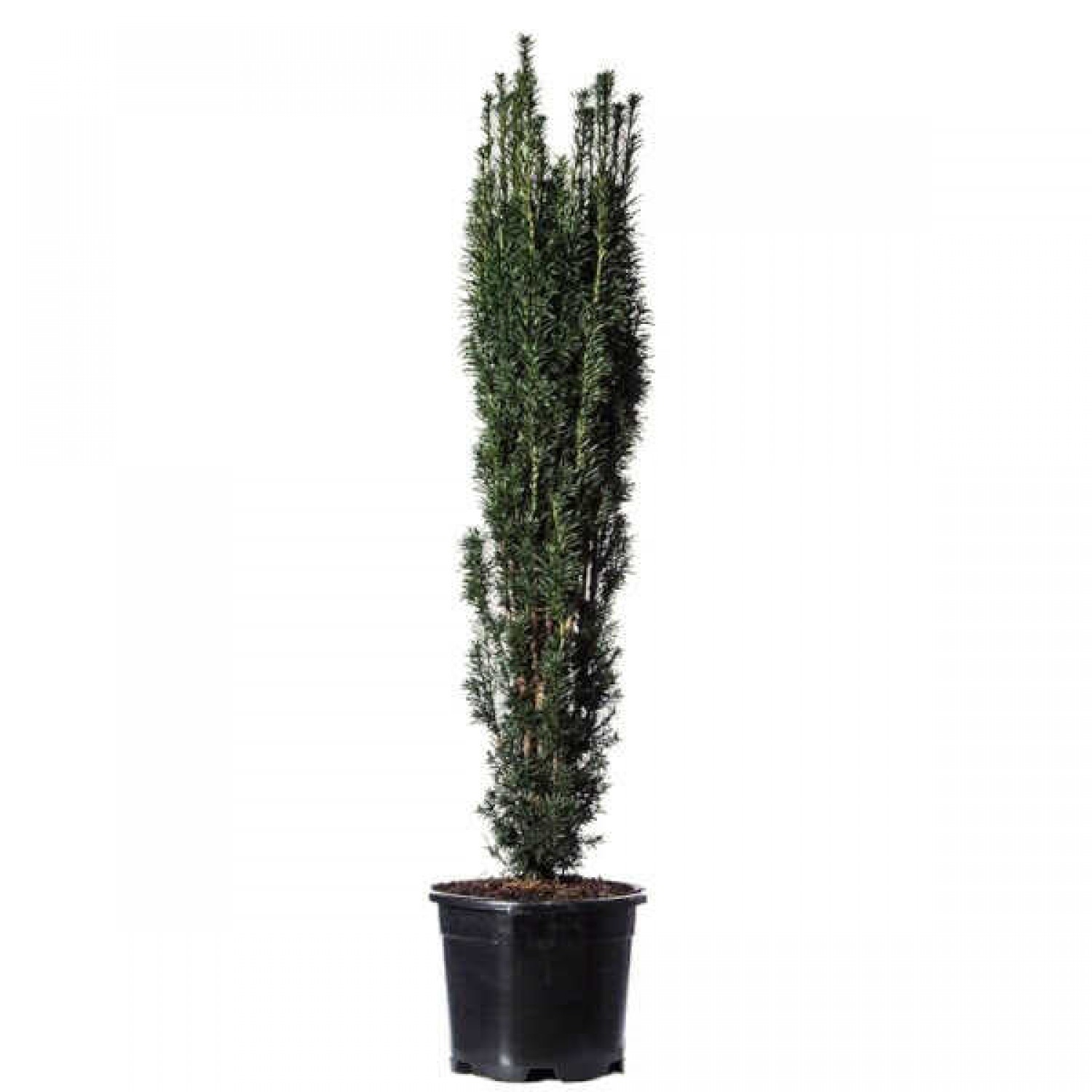 Τάξος Κυλινδροειδής (Taxus baccata 'Fastigiata') Κωνοφόρο