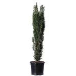 Τάξος Κυλινδροειδής (Taxus baccata 'Fastigiata') Κωνοφόρο