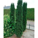 Τάξος Κυλινδροειδής (Taxus baccata 'Fastigiata') Κωνοφόρο