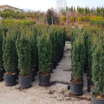 Τάξος Κυλινδροειδής (Taxus baccata 'Fastigiata') Κωνοφόρο