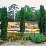 Τάξος Κυλινδροειδής (Taxus baccata 'Fastigiata') Κωνοφόρο
