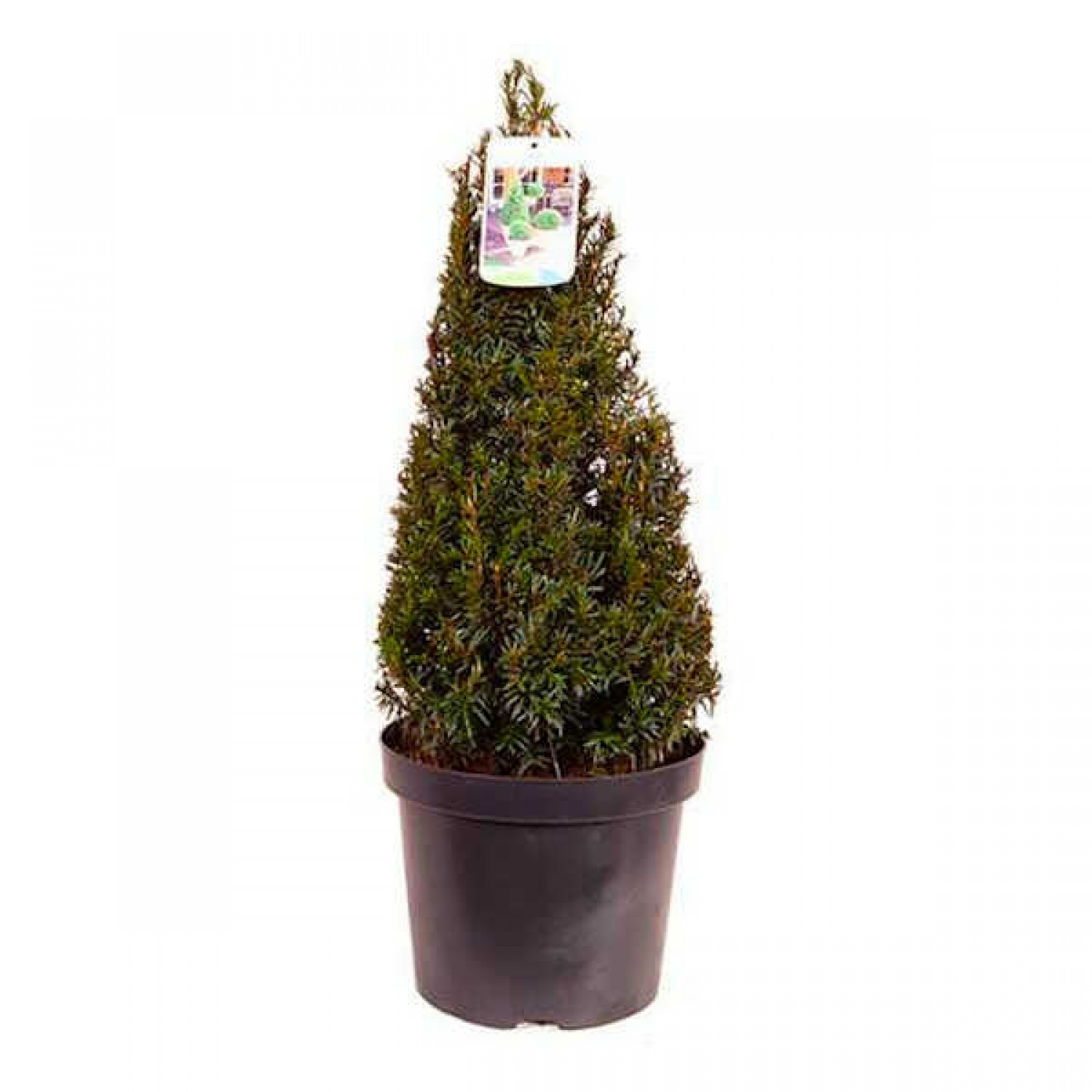 English Yew Pyramid (Taxus baccata var. pyramidalis) Tree