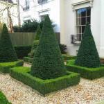 English Yew Pyramid (Taxus baccata var. pyramidalis) Tree