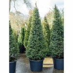 English Yew Pyramid (Taxus baccata var. pyramidalis) Tree