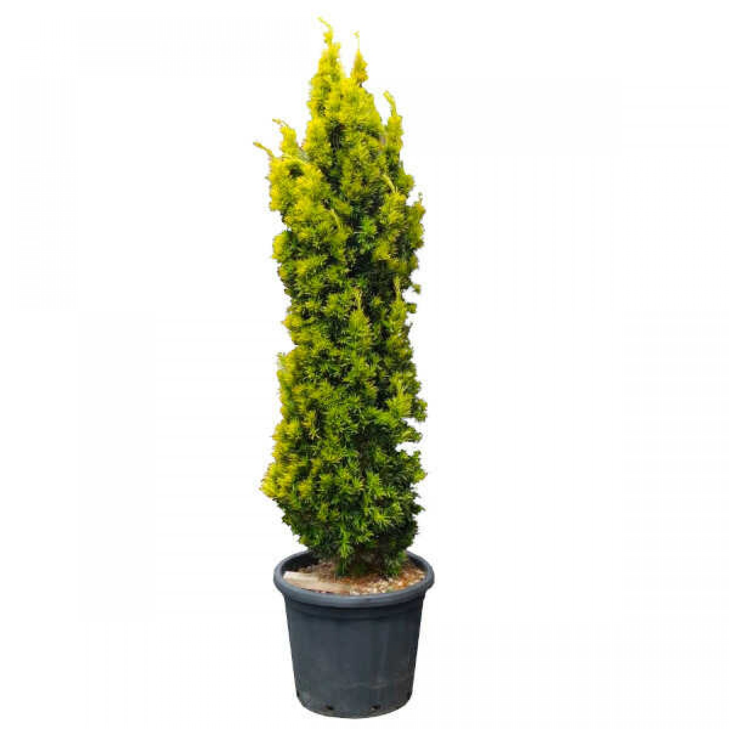 Τάξος Χρυσός (Taxus baccata 'Fastigiata Aurea') Κωνοφόρο