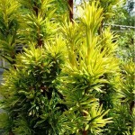 Τάξος Χρυσός (Taxus baccata 'Fastigiata Aurea') Κωνοφόρο
