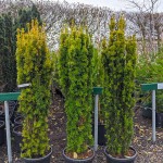 Τάξος Χρυσός (Taxus baccata 'Fastigiata Aurea') Κωνοφόρο