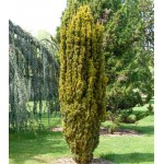 Τάξος Χρυσός (Taxus baccata 'Fastigiata Aurea') Κωνοφόρο