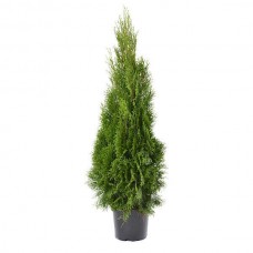 Τούγια Έμεραλντ (Thuja occidentalis 'Smaragd') Κωνοφόρο