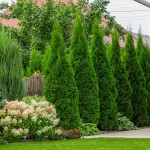 Emerald Green Arborvitae (Thuja occidentalis 'Smaragd') Trees