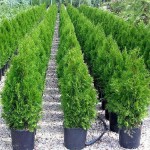 Emerald Green Arborvitae (Thuja occidentalis 'Smaragd') Trees