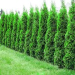 Emerald Green Arborvitae (Thuja occidentalis 'Smaragd') Trees