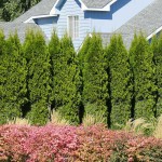 Emerald Green Arborvitae (Thuja occidentalis 'Smaragd') Trees