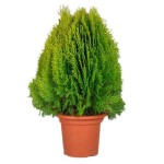 Τούγια Σφαιρική Νάνα Χρυσή-Thuja orientalis Aurea Nana