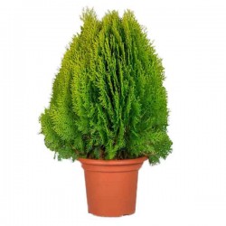 Dwarf Golden Oriental Thuja-Thuja orientalis Aurea Nana