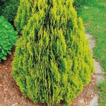 Τούγια Σφαιρική Νάνα Χρυσή-Thuja orientalis Aurea Nana