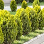 Τούγια Σφαιρική Νάνα Χρυσή-Thuja orientalis Aurea Nana
