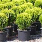 Τούγια Σφαιρική Νάνα Χρυσή-Thuja orientalis Aurea Nana