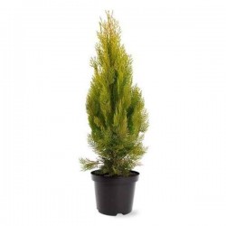 Golden Pyramidal Thuja-Thuja orientalis 'Pyramidalis Aurea'