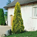 Golden Pyramidal Thuja-Thuja orientalis 'Pyramidalis Aurea'