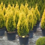 Golden Pyramidal Thuja-Thuja orientalis 'Pyramidalis Aurea'