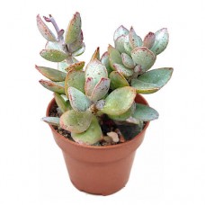 Αδρόμισχος αλστόνι (Adromischus alstonii)