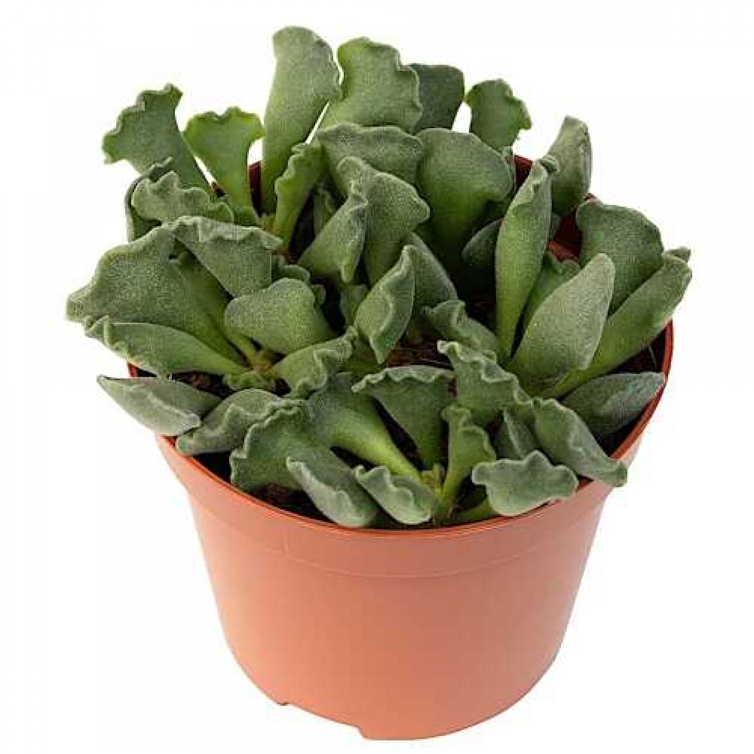Crinkle-Leaf Plant (Adromischus cristatus) Succulent