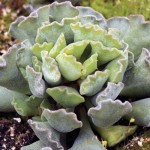Crinkle-Leaf Plant (Adromischus cristatus) Succulent