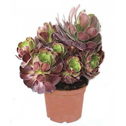 Αιώνιο Ατροπουρπουρέουμ (Aeonium arboreum 'Atropurpureum')