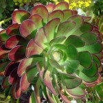 Αιώνιο Ατροπουρπουρέουμ (Aeonium arboreum 'Atropurpureum')