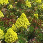 Αιώνιο Ατροπουρπουρέουμ (Aeonium arboreum 'Atropurpureum')