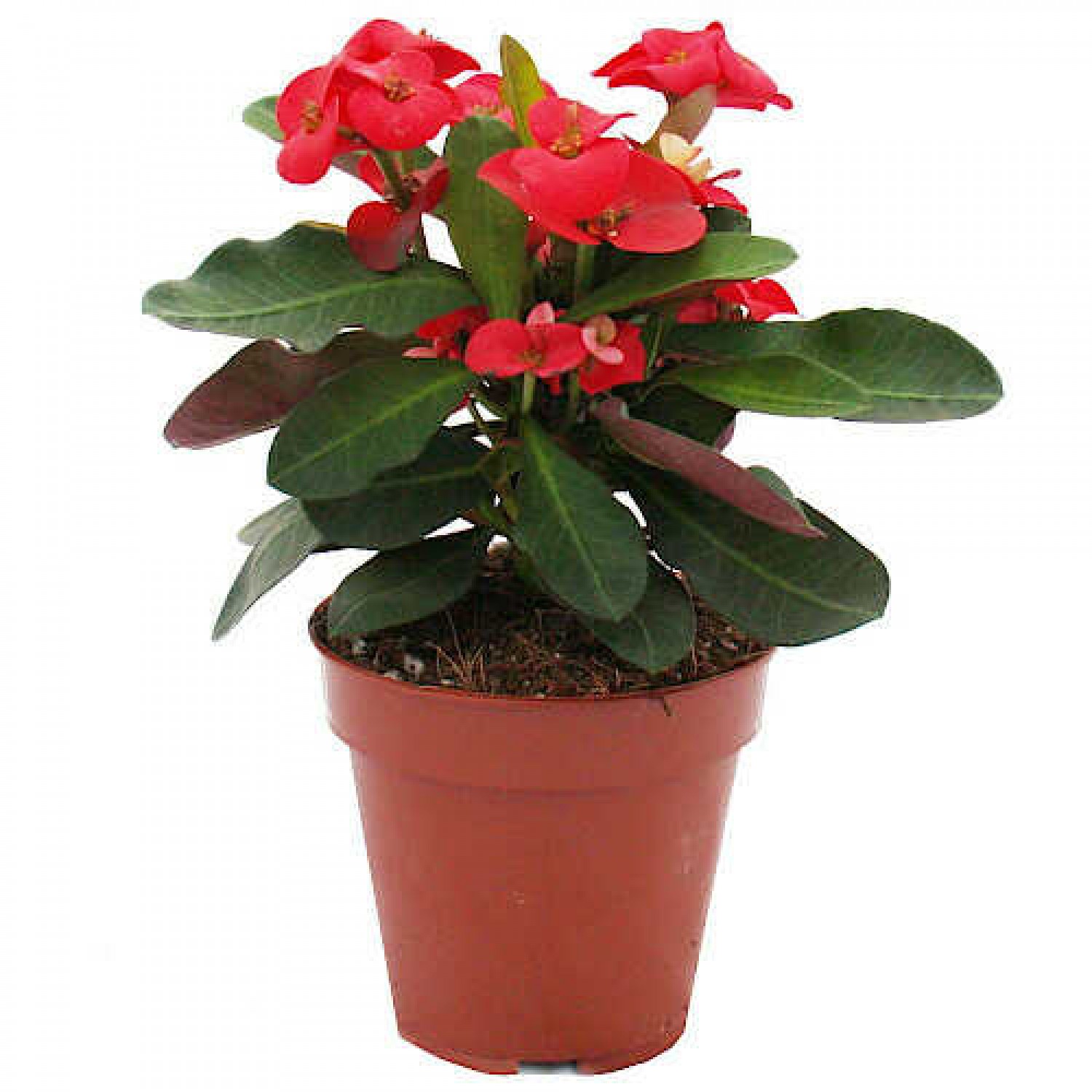Crown of Thorns (Euphorbia milii) Succulents
