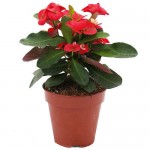 Crown of Thorns (Euphorbia milii) Succulents