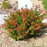 Crown of Thorns (Euphorbia milii) Succulents