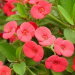 Crown of Thorns (Euphorbia milii) Succulents