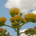 Variegated Century Plant-Agave americana 'Variegata'
