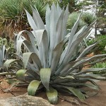 Αγαύη φιλίφερα (Agave filifera) - Αγαύες Παχύφυτα