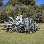 Αγαύη φιλίφερα (Agave filifera) - Αγαύες Παχύφυτα